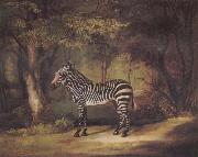 George Stubbs A Zebra China oil painting reproduction